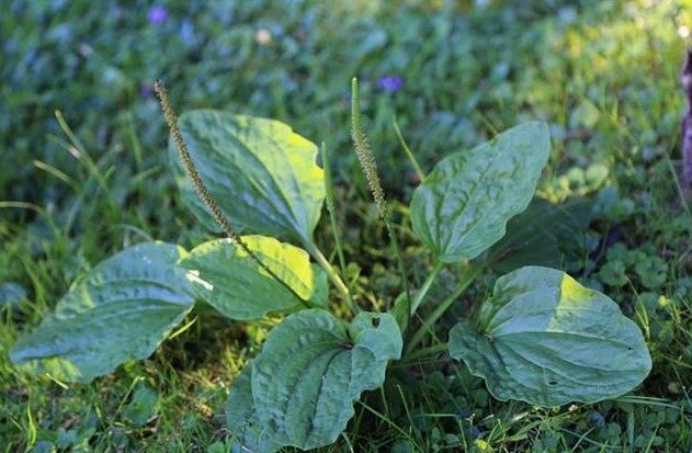 降血糖|食物“胰岛素”被找到,坚持泡水喝,降血糖,或将小糖人拒之门外