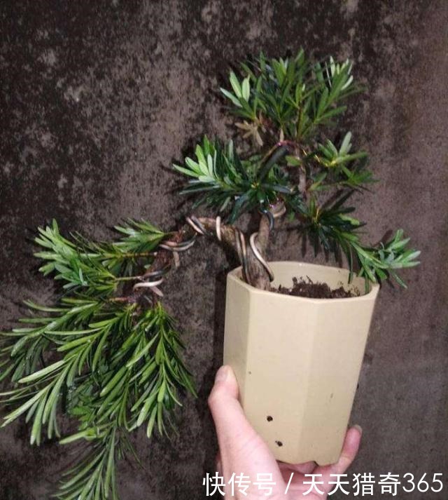 都说这种树很贵！其实剪根“枝条”，埋土里就能长，不用花钱买！