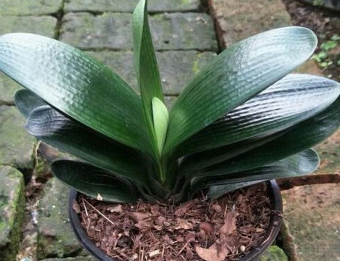 含水量|她用一斤“芝麻”把君子兰养得如“杂草”,叶、花“窜”不停!