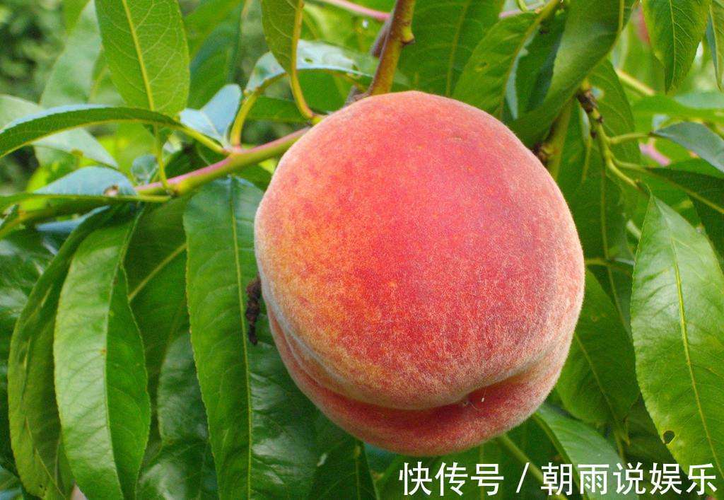 食物|吃了桃子以后,切记别碰此种食物,对身体健康有影响,早知早受益