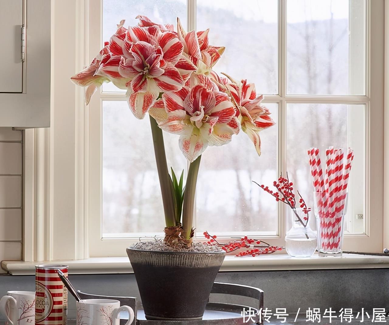 使劲|朱顶红冬天别“惯着”,使劲“虐一虐”,大花箭嗖嗖窜出来