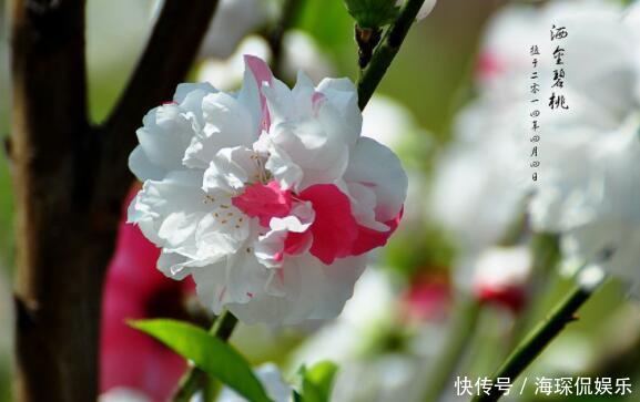 红白色|院中不知种啥好,选这几款爬藤花,一年养成花墙,满院香飘四溢