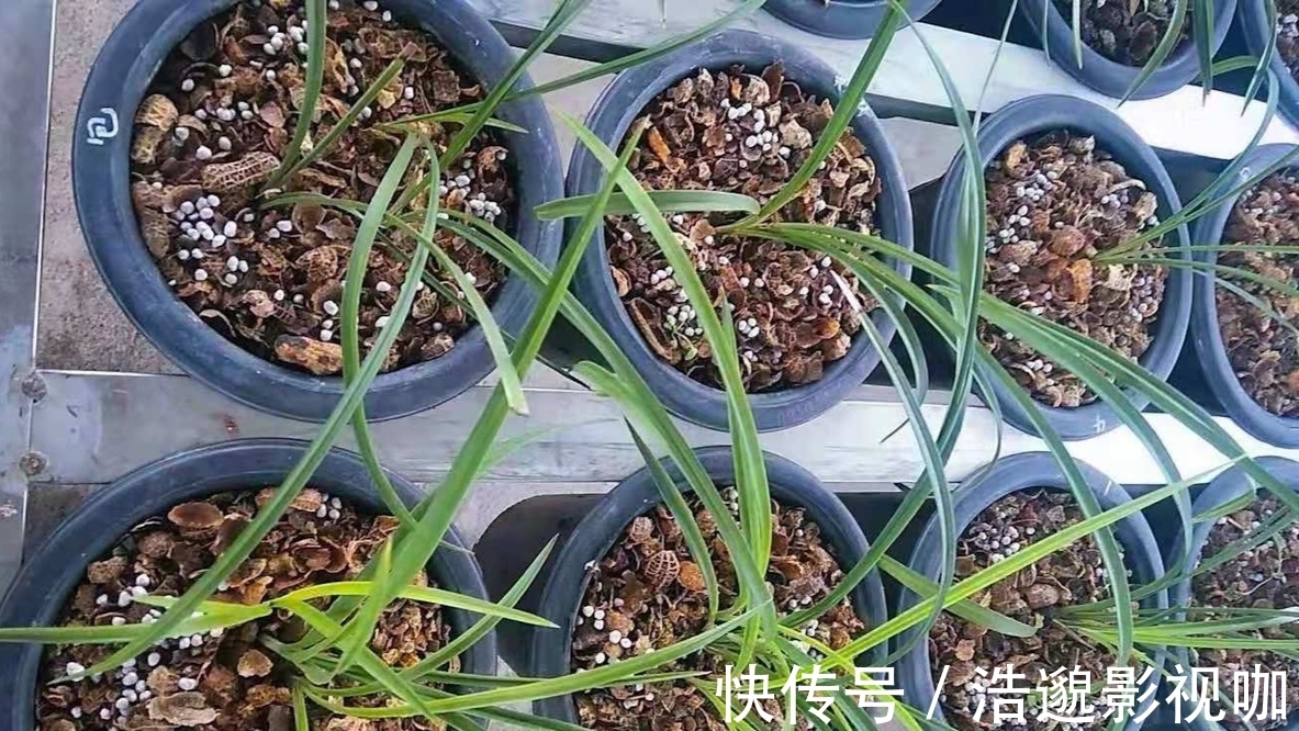 这些“垃圾”不要扔,用来养花“一级棒”,肥的流油,环保又省钱