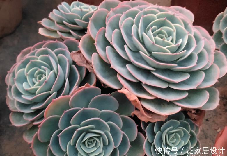 多肉|想给多肉玉蝶摘心?养护方向跑偏了,先将它养活还愁它不爆盆?