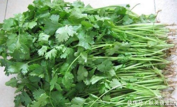 好处|香菜煮水太厉害了,坚持服用好处不请自来,给身体来个全身排毒