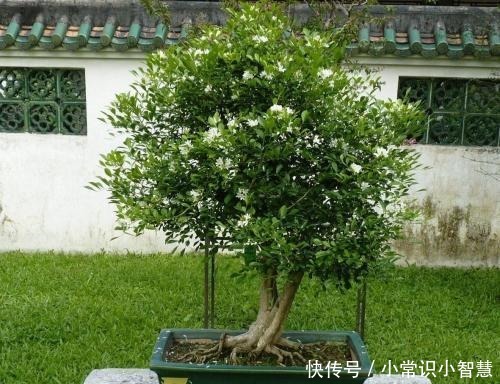 少抽两包烟,此花也要栽2株,花香不输给桂花,好养又好看!