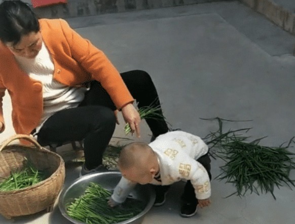 奶奶|“会干的不想干,不会干的抢着干”,萌娃实力帮倒忙,摘韭菜火了