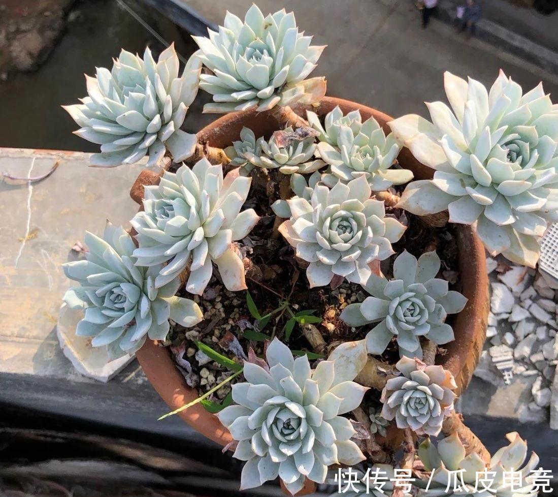 养多肉植物,注意三细节,轻松养成小胖墩,邻居看来都羡慕