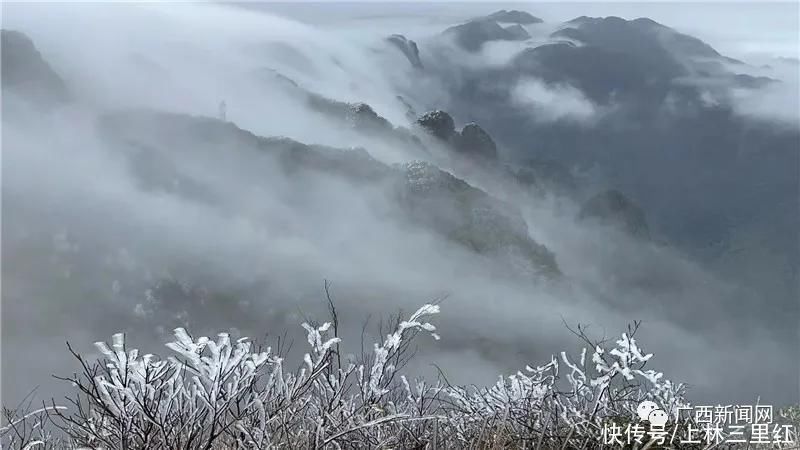 雾凇|是仙境吧！大明山出现绝美雾凇大片，美呆了