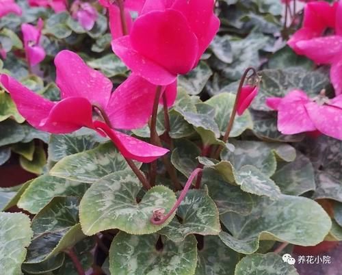 买回仙客来,按照这种方法养,年年开花满盆