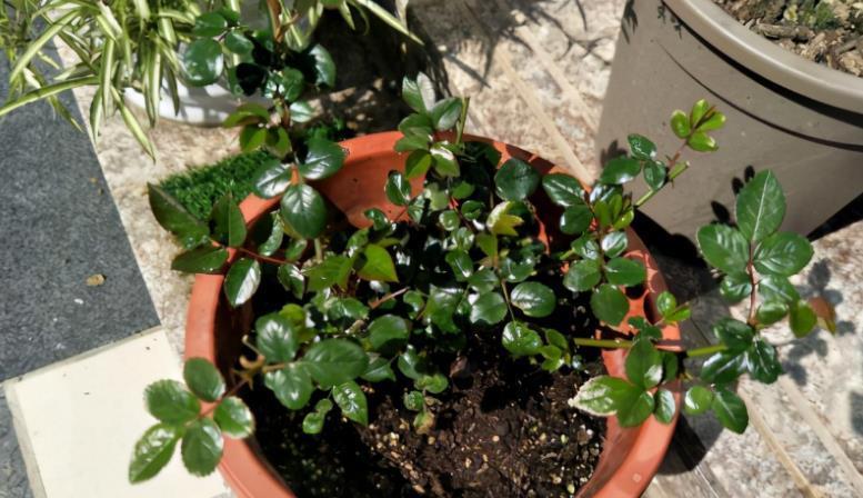 高温天气|养花施肥:高温天不小心此3点,根叶就会黑腐化水