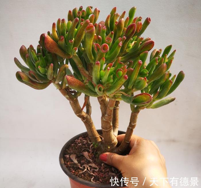 贵气|7种“有钱花”,贵气又大气,招财又旺财,人见人爱