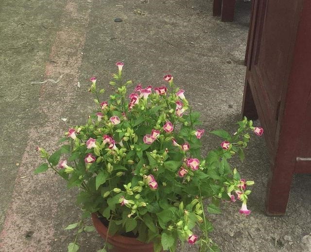 真正懂花的人，都会养这3种花，爆盆快寓意好还能养人