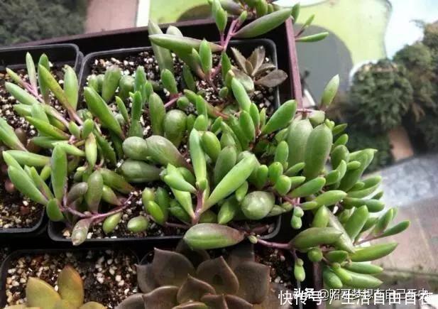 这6种花,现在扦插正当时,7天生白根,当年能开花,新手也可以