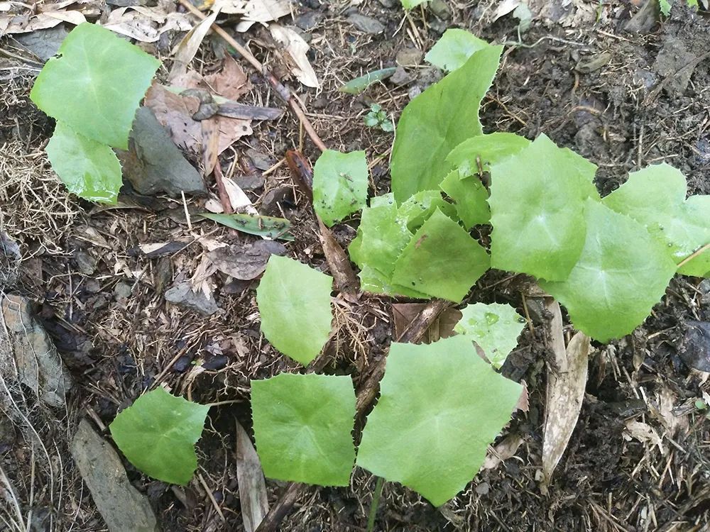 八角莲|它是民间重要的蛇药,集药用、观赏于一身,值得我们认识