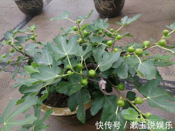 花友|这种水果枝条阳台一插,1年就挂果,果实太多压弯枝!