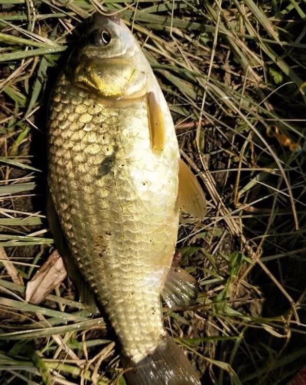 不知道鱼藏在哪儿?用这个“新”套路找鱼窝,肥肥大鲫鱼居然钓不完!