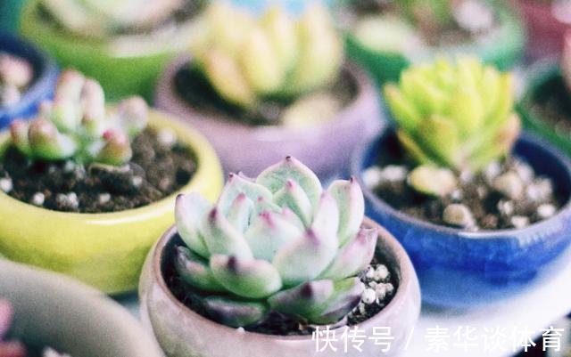 花友们|养多肉，花友们“别踩”这3误区，不然养一盆坏一盆