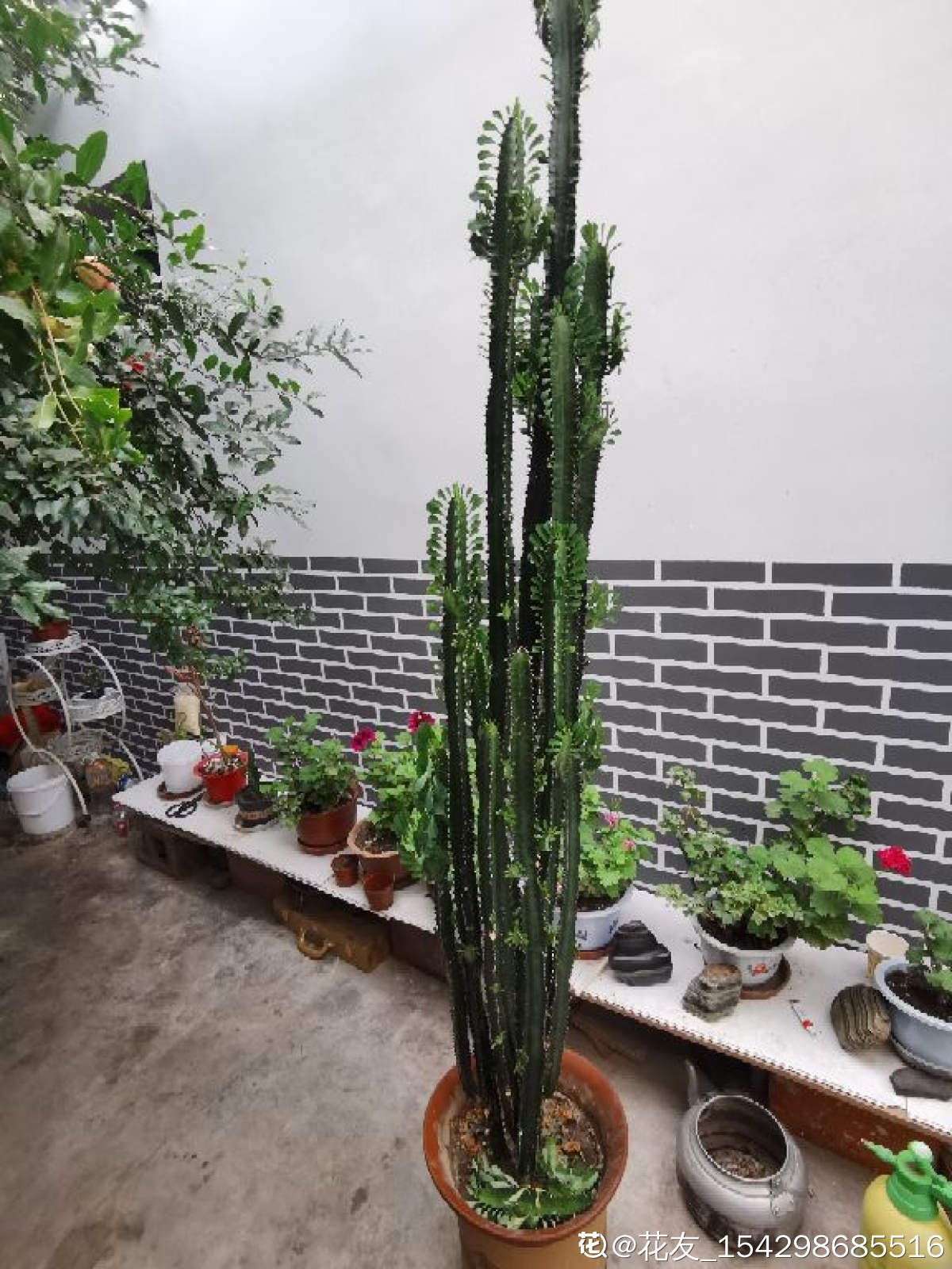 长寿花|8种花是“旱鸭子”，水一多就容易烂，不浇水反而壮得像萝卜