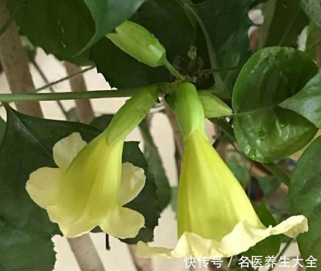 幸福树“害怕”2件事,做错一个,黄叶落叶不断,分分钟掉光头!