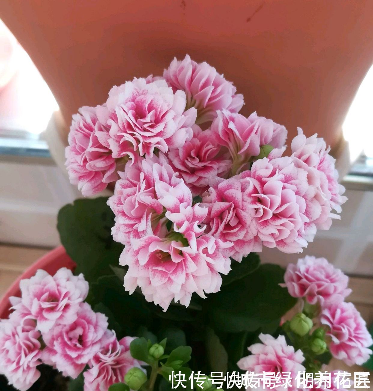 长寿花|长寿花打花苞20天了还开不出来怎么办？套个黑袋子，3天花满盆