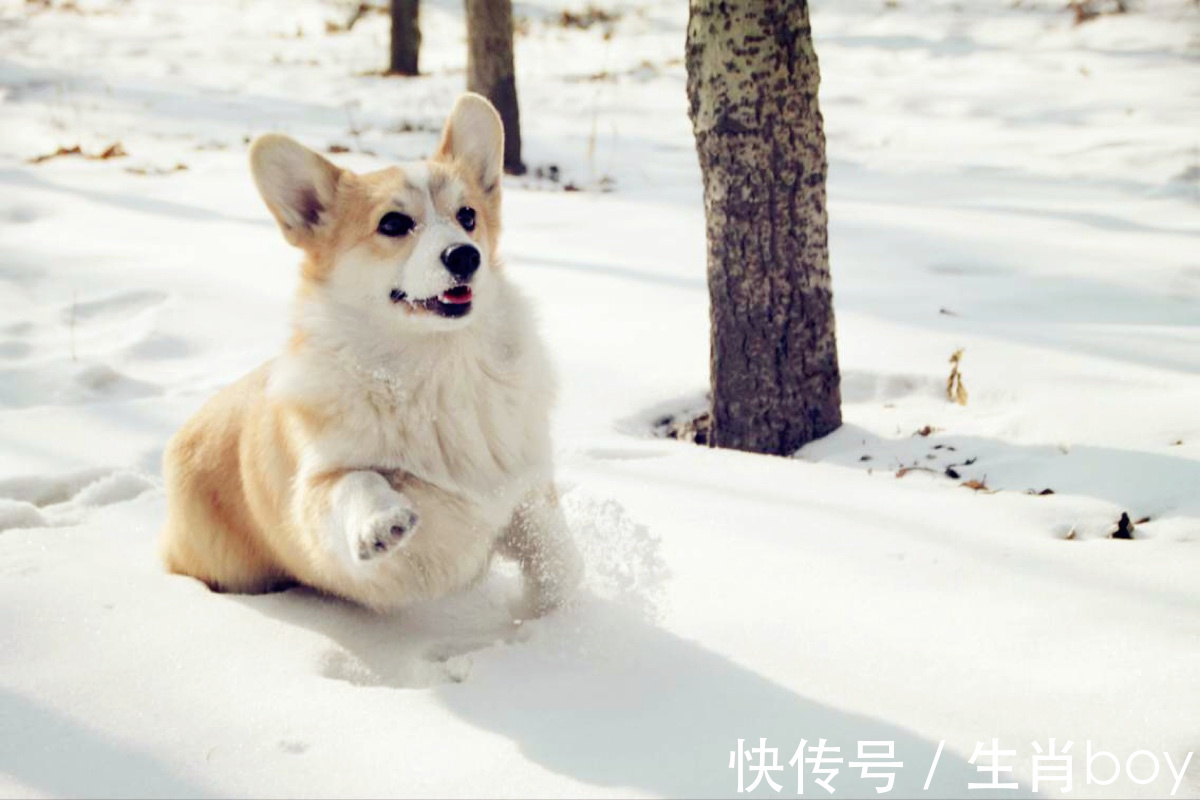 双鱼座|总能够将“马屁拍得恰到好处”的星座，升职加薪靠嘴就行