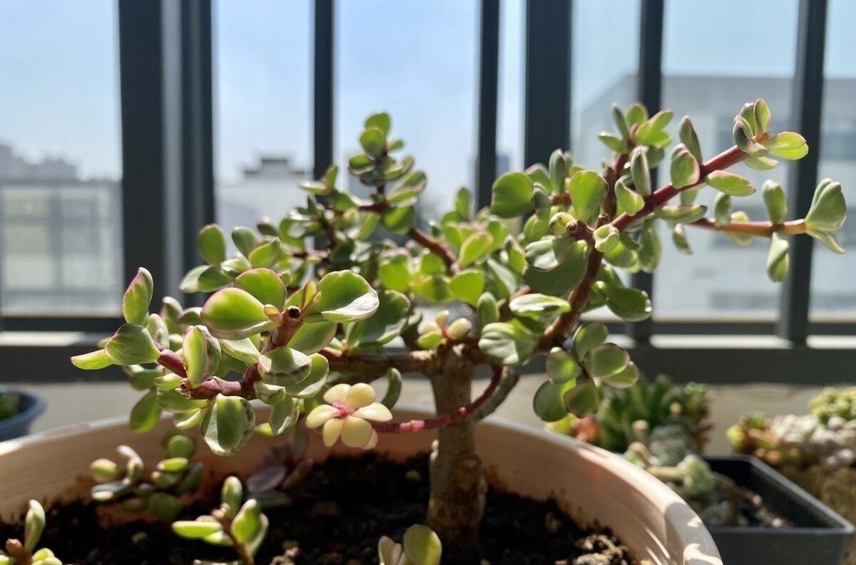 阳台上|金枝玉叶买回家,叶子哗哗掉,问题出在环境,学会缓盆是关键