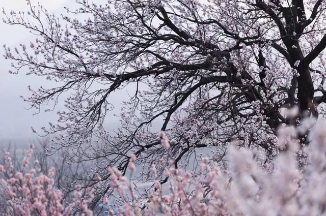 杏花|背靠五莲山！久负赏花盛名，今日一见确实惊叹