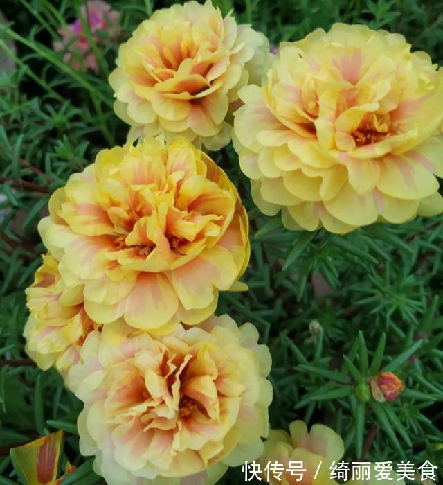 养花技巧:粗生粗养也能四季开花!少养1种都觉得亏了