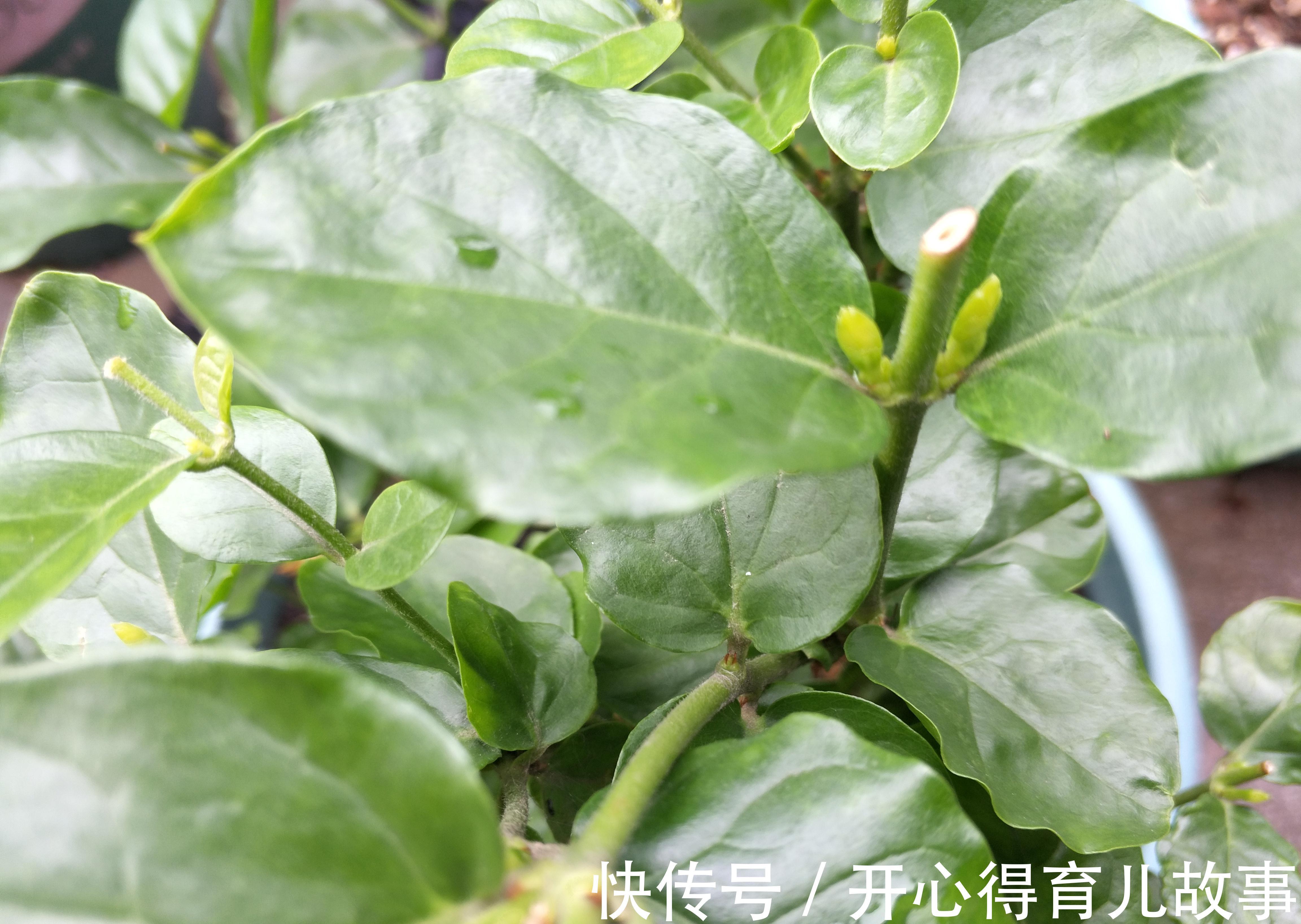 茉莉花修剪后新芽萌发，别忘了给它加点餐，再次开花更美观