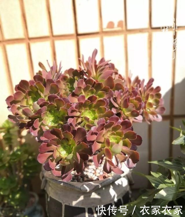 如何让多肉变美看看我是如何宠它们的!如何让多肉变美看看我是如何宠它们的!