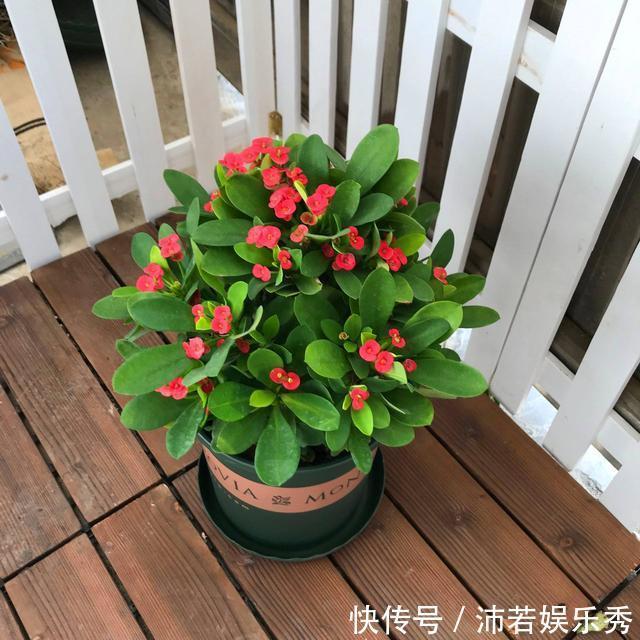 洋水仙|6种“有毒花”,连叶片都有毒,很多人家里都养了,看看你中招没