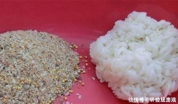 鲫鱼|野钓万能饵料,小鱼不闹窝只把大鱼钓!