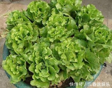最适合在家种的三种蔬菜,一盆长满一大片,够全家吃一冬!