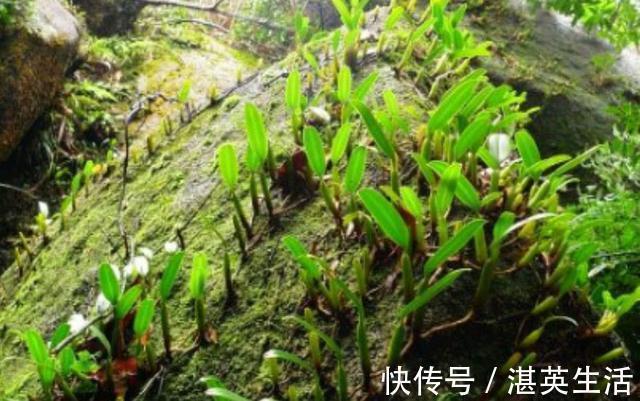 煲汤|农村这种野草专长在石头上,用来煲汤能“大补”,有钱也难买到!