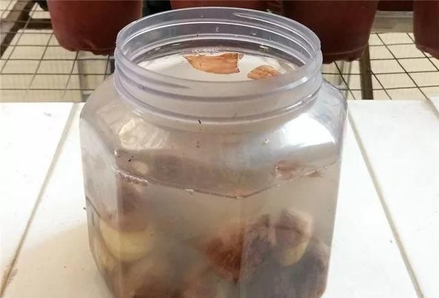 别让这花长太高，小心变成“韭菜”，再也不开花