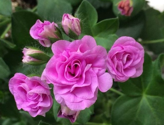 不是玫瑰胜似玫瑰!花开“4季”,见光就旺,比菊花更好养,值了