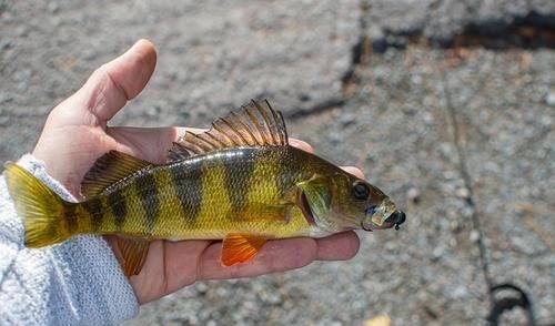 东北知青回忆：老乡教“鱼梁子”捕鱼，一晚上数千条，导致鱼绝种