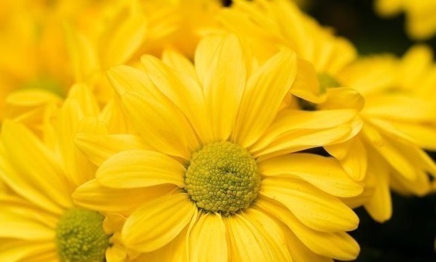 唐诗$宋诗里不容错过的一首咏菊诗,宁可枝头抱香死,何曾吹落北风中!