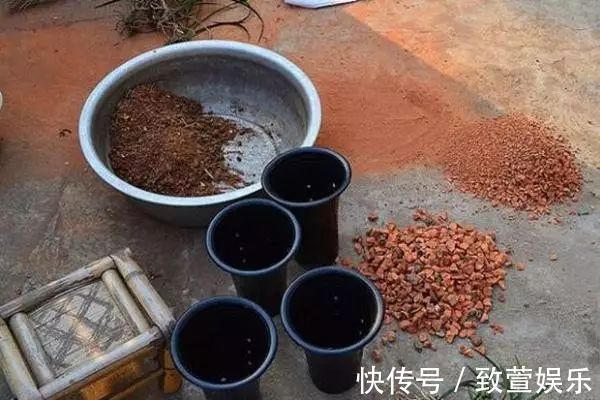 养兰花总是烂根黄叶盆底垫上常见生活垃圾,不烂根新芽冒不停