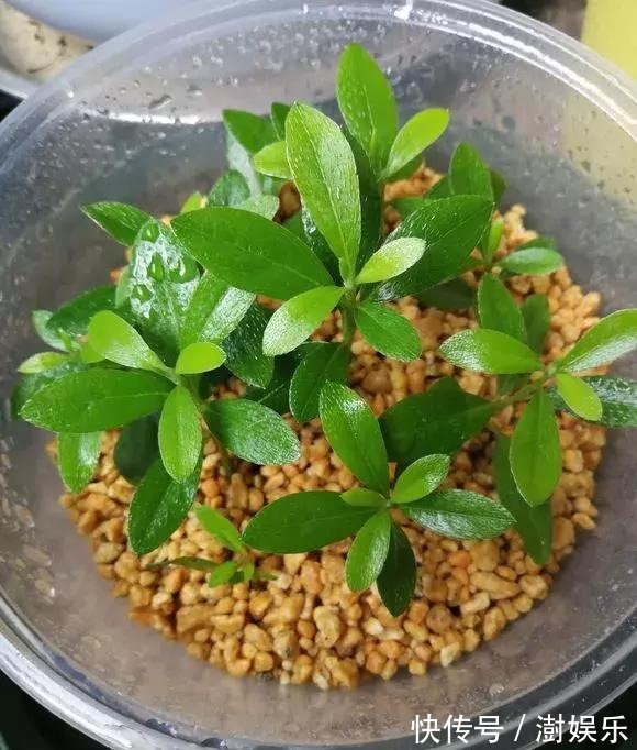 水杨酸|杜鹃茶花插不活,枝条在泥巴里打个滚,大白根呼呼长,新芽猛冒!