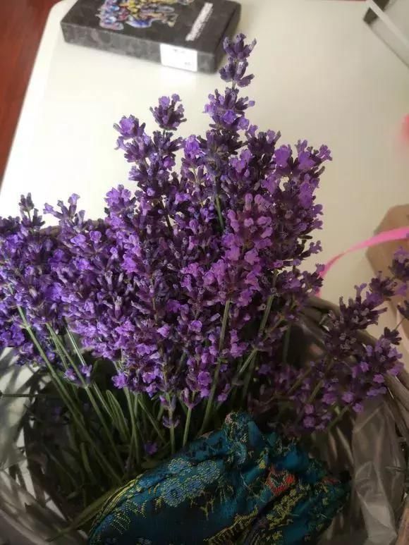 5种花蚊子“不喜欢”，好看还好养，是天然蚊香，值得多养几盆