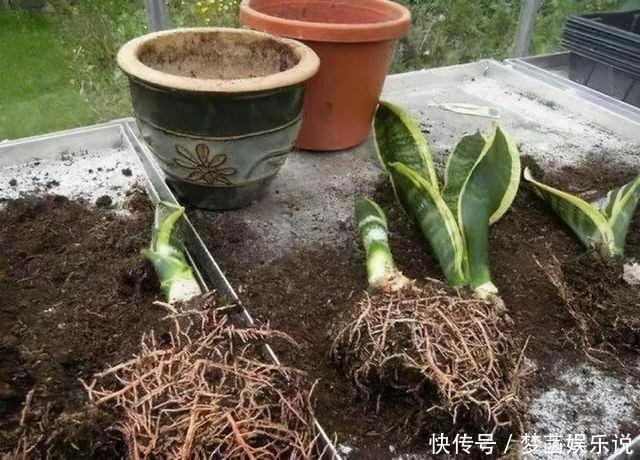 虎皮兰不爱出小芽?从4个方面“喂饱”它,小芽一个接一个