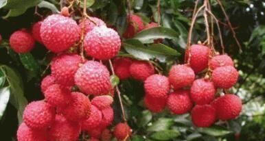 洋葡酸|女性到了中年,多吃几种食物,疏通血管,保护肠胃,增强抵抗力