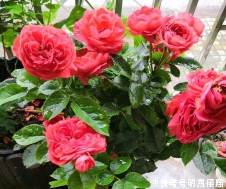 4种花养在家里,净化空气,释放氧气,颜值也不错