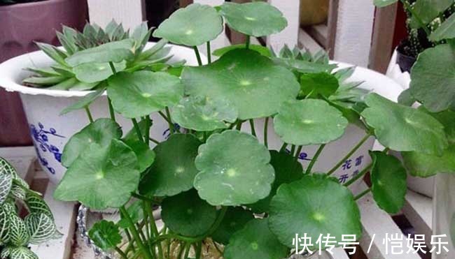 花花|铜钱草黄叶先别扔，取出来重新栽，没有土照样生根窜芽！