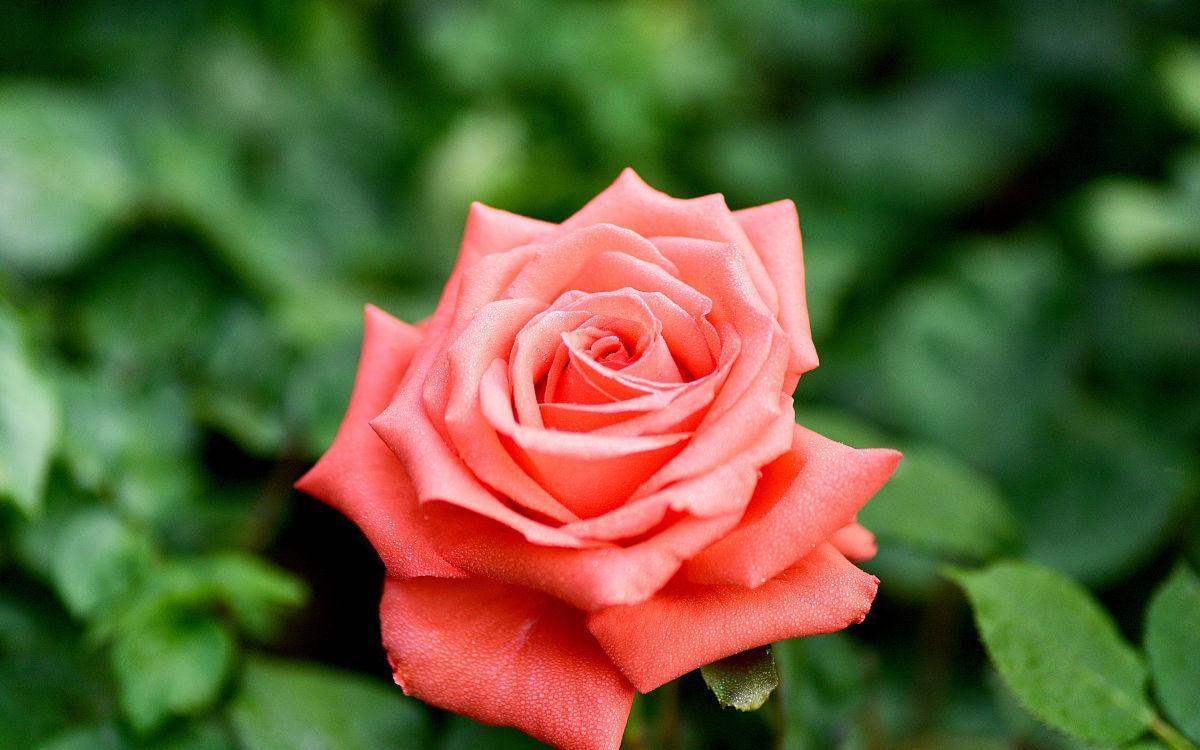 喜欢月季花不用买，学会简单易活的扦插方法，扦插一棵活一棵