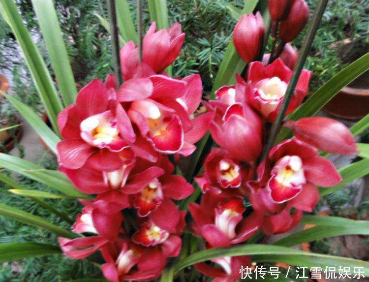 适合养在家里的几款花卉，晚上可以呼出氧气，有助于睡眠