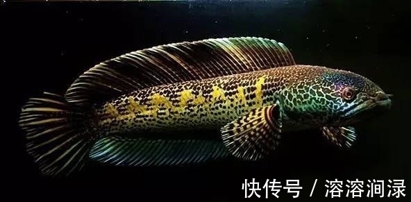 黑色的观赏鱼,和黑鱼不是一个概念,养到最高级别的雷龙鱼很昂贵