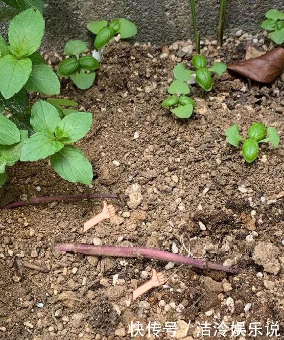 5种花最好别养,根钻得到处都是,砍都砍不尽